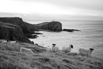 Sheep in a sea