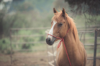 Close-up of a horse in the field