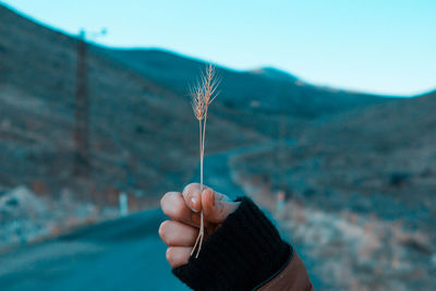 Close-up of hand holding plant against sky