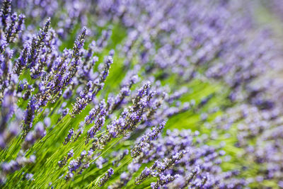 Close-up of purple flowering plants on field