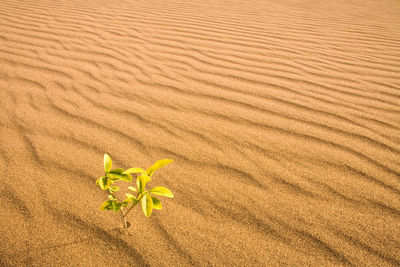 High angle view of plant growing in sand