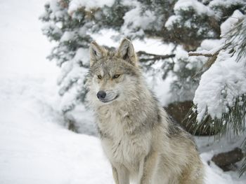 Wolf on snow covered landscape