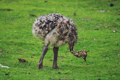 Full length of a sheep on field