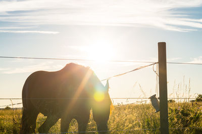 Horse grazing on grassy field at ranch during sunny day