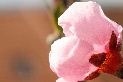 Close-up of pink rose