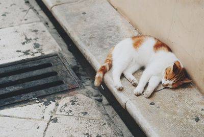 High angle view of cat