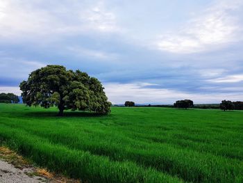 Scenic view of agricultural field against sky