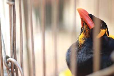 Close-up of parrot in cage