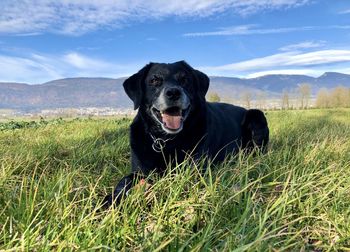 Dog looking away on field