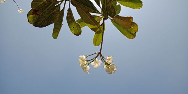 Low angle view of plant against clear blue sky