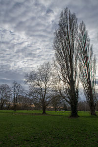 Bare trees on field against sky