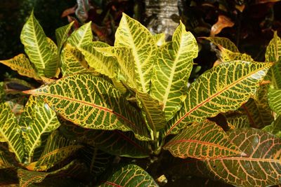 Full frame shot of leaves