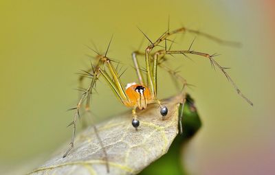 Close-up of insect on leaf