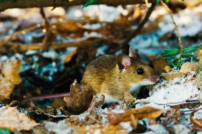 Close-up of mouse on ground