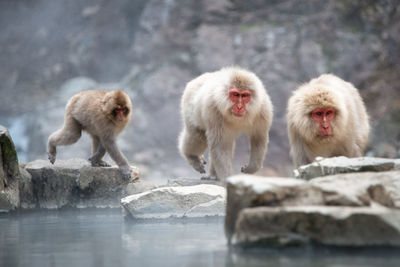 Monkeys in a water