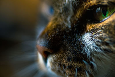 Close-up of cat looking away