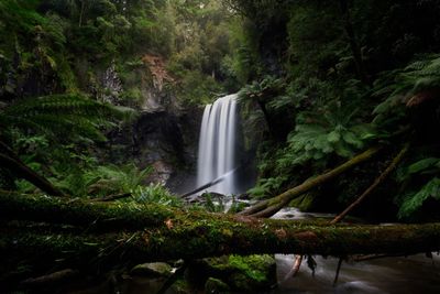 Scenic view of waterfall in forest