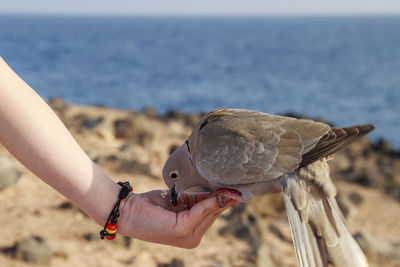 Midsection of person holding bird against sea