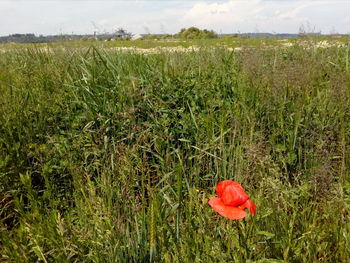 Red poppy flower on field