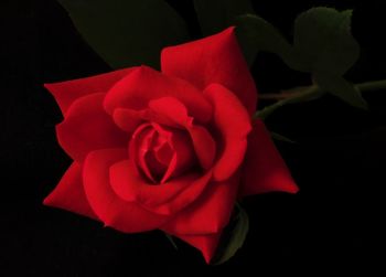 Close-up of red rose against black background