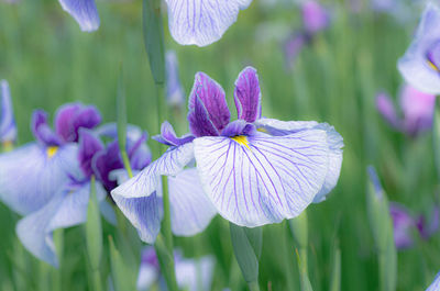 Close-up of purple flowering plant