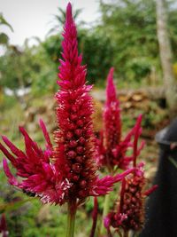 Close-up of pink flowers