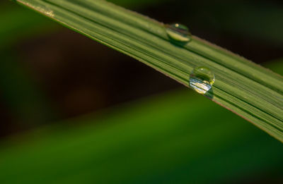 Close-up of raindrops on grass