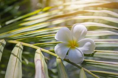 Close-up of white flowering plant