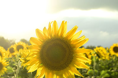 Close-up of sunflower