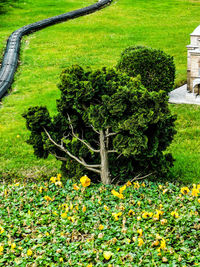 Flowers growing on tree