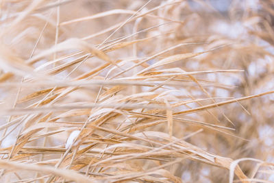 Close-up of wheat field