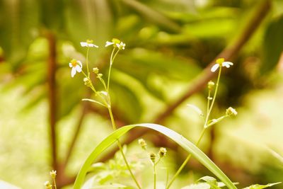 Close-up of fresh green plant