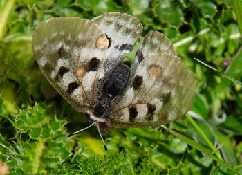 Planaval,val aoste,italy
