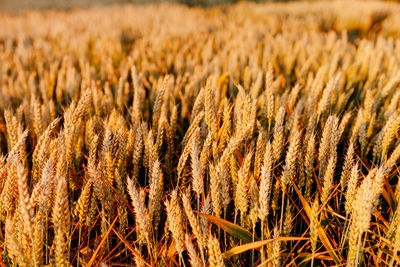 Close-up of wheat field