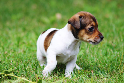 High angle view of puppy on field