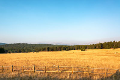 Scenic view of agricultural field against clear blue sky