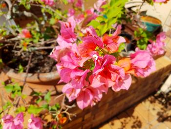 Close-up of pink flowering plants