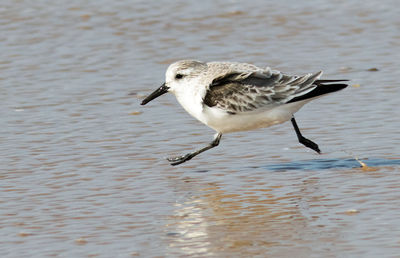 Side view of seagull flying over sea