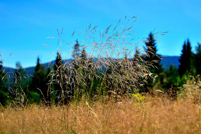 Plants growing on field