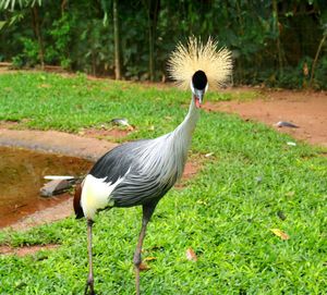 Bird standing in a field