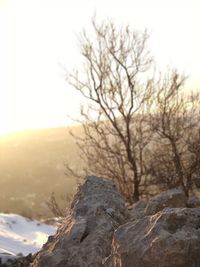 Bare trees on snow covered landscape