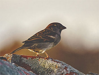 Close-up of bird perching