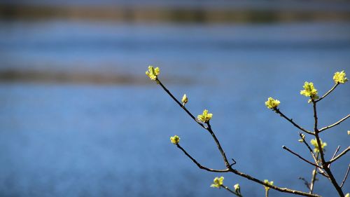 Close-up of yellow flowering plant against water
