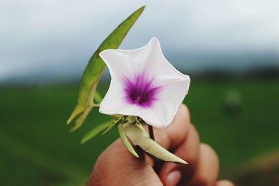 Close-up of hand holding purple flower