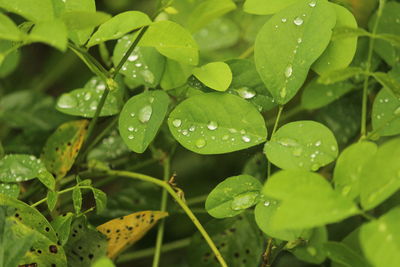 Close up shot of rain water drops on the single or lot of green leafs on the garden.