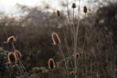 Close-up of dried plant on field