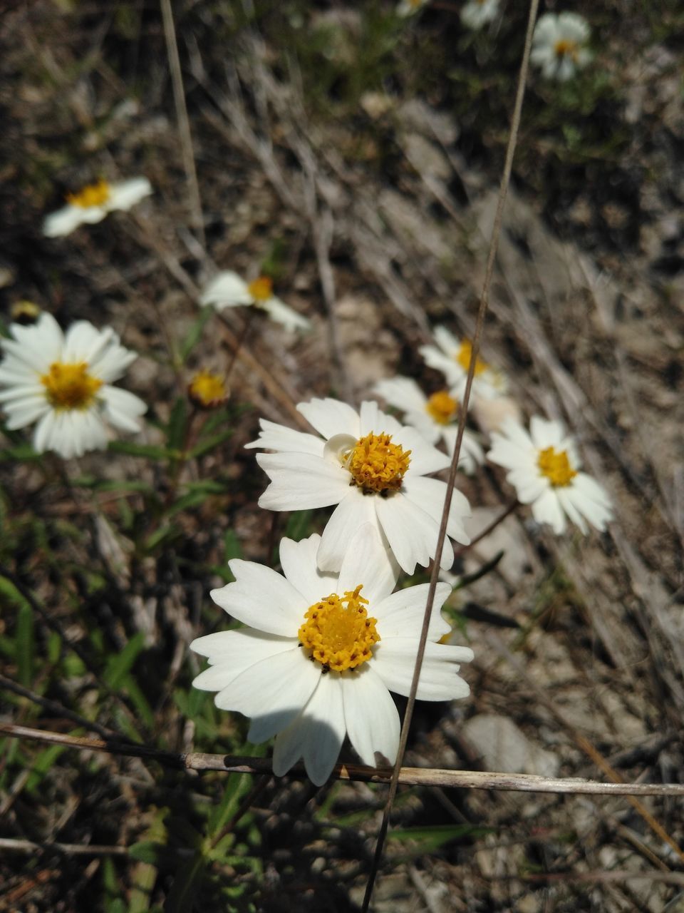 CLOSE-UP OF WHITE DAISY FLOWER