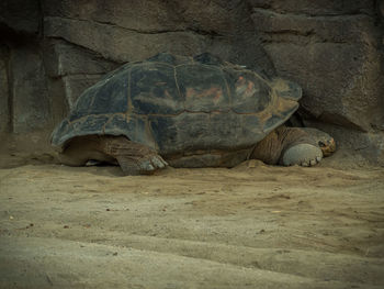 Galapagos giant tortoise relaxing on field against rock formation