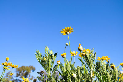 Low angle view of yellow flowers against clear blue sky