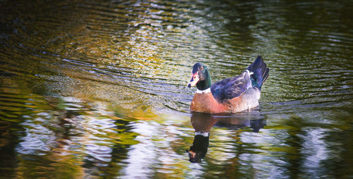 Duck swimming in lake